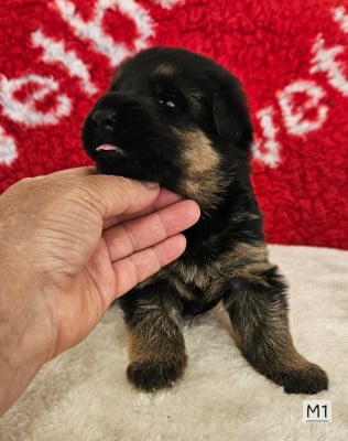 Les chiots de Berger Allemand