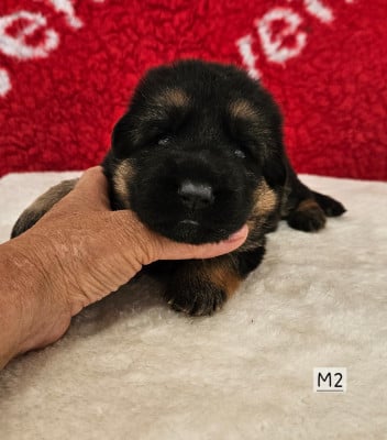 Les chiots de Berger Allemand
