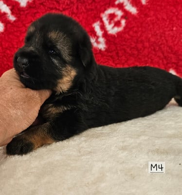 Les chiots de Berger Allemand