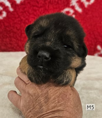 Les chiots de Berger Allemand