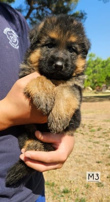 Les chiots de Berger Allemand