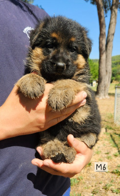 Les chiots de Berger Allemand