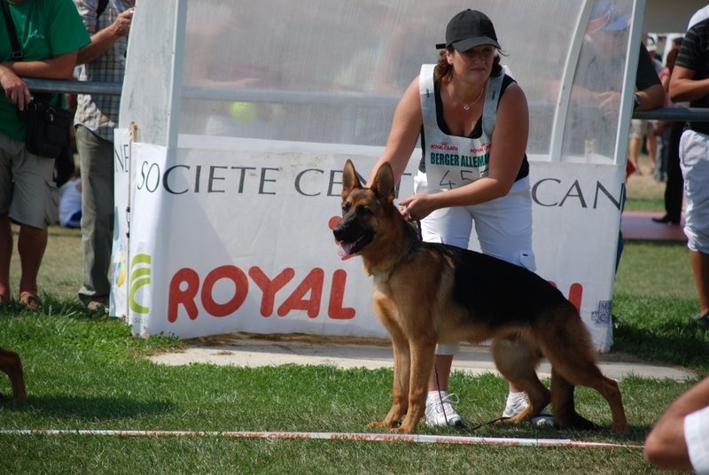 Enzo Des terres de peyrière - VICE CHAMPION DE FRANCE Puppy