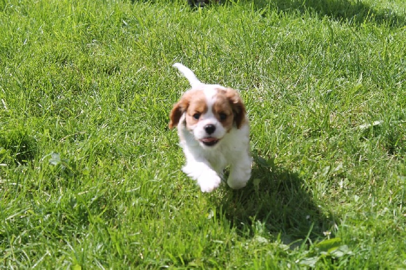 I will always love you of Sevijean's