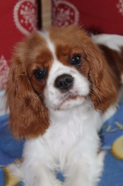 I will always love you of Sevijean's