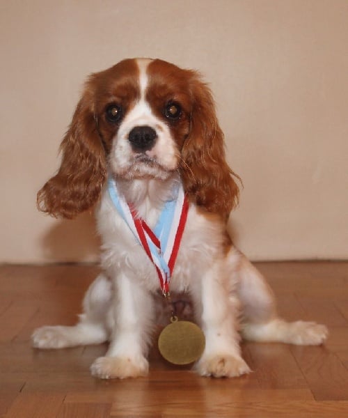 I will always love you of Sevijean's