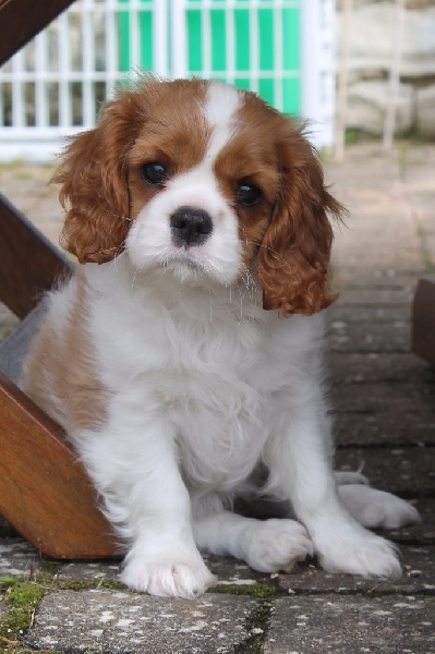 I will always love you of Sevijean's