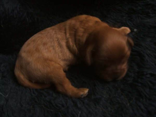 CH. Destination Soleil of Sevijean's