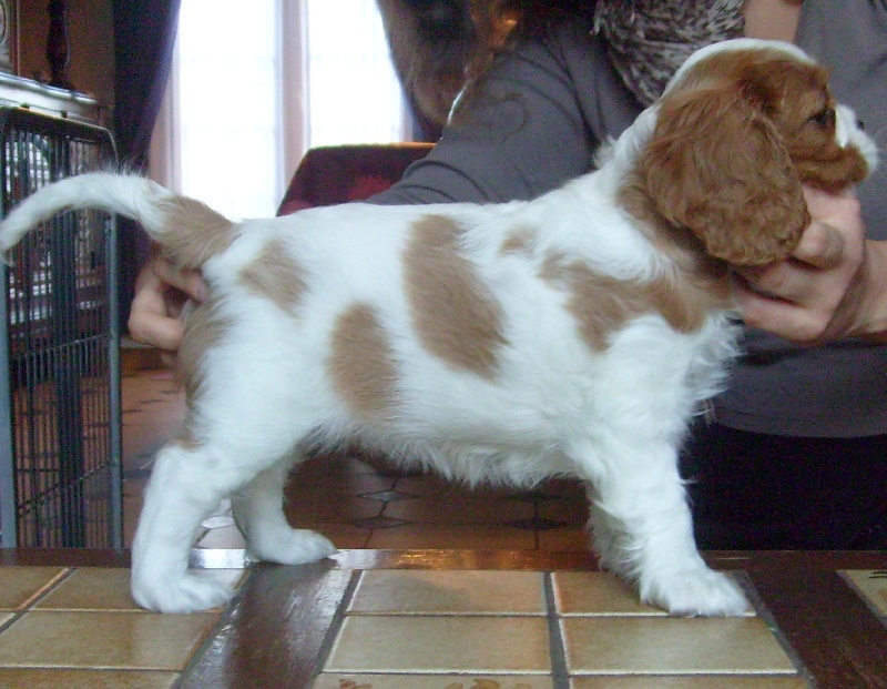 Ever so pretty of Sevijean's