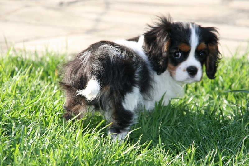 Hello dolly of Sevijean's