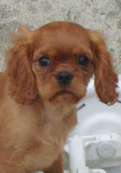 CH. Destination Soleil of Sevijean's