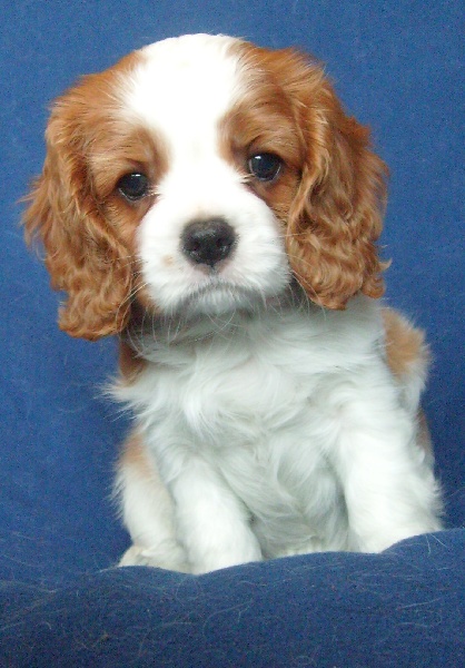 Ever so pretty of Sevijean's