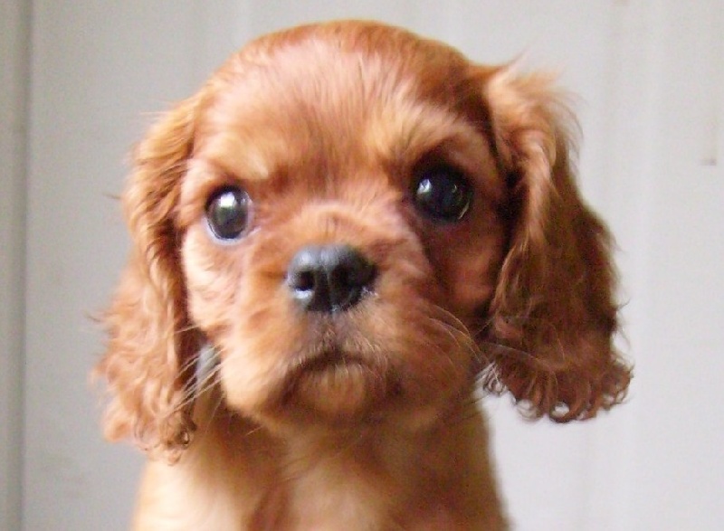 CH. Destination Soleil of Sevijean's