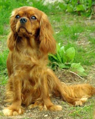 CH. Destination Soleil of Sevijean's