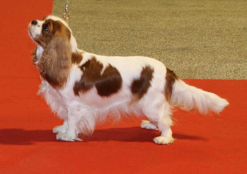 Ever so pretty of Sevijean's