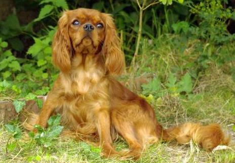 CH. Destination Soleil of Sevijean's