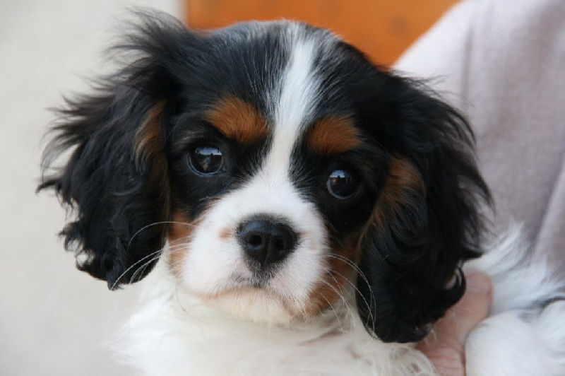 Hello dolly of Sevijean's