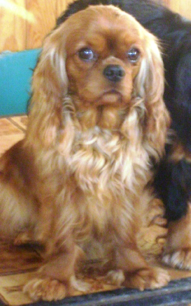 CH. Destination Soleil of Sevijean's