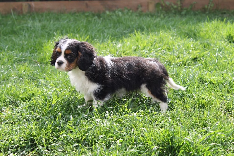 Hello dolly of Sevijean's