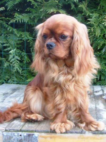 CH. Destination Soleil of Sevijean's