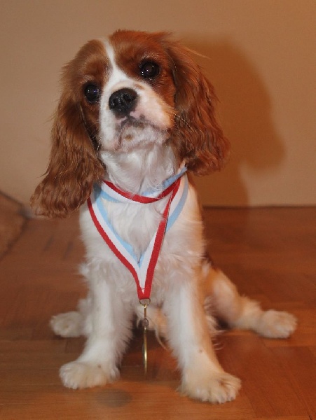 I will always love you of Sevijean's