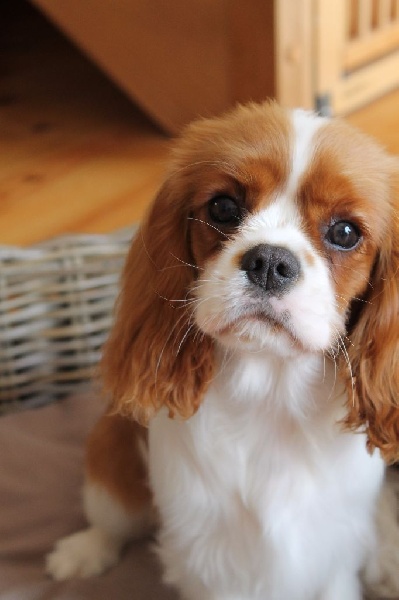 I will always love you of Sevijean's