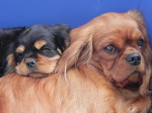 CH. Destination Soleil of Sevijean's