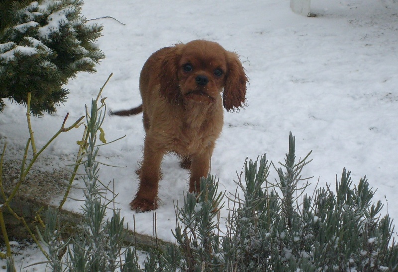 CH. Destination Soleil of Sevijean's