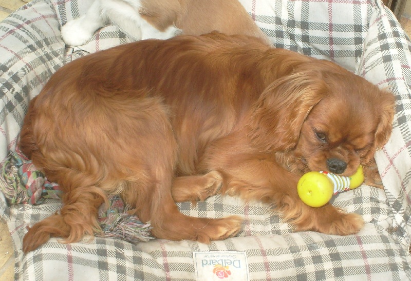 CH. Destination Soleil of Sevijean's