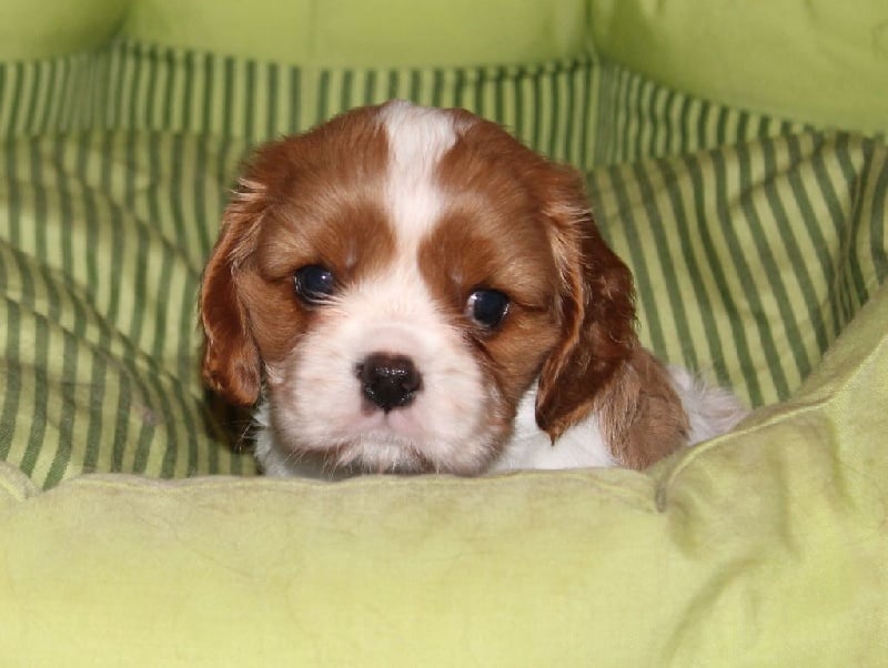 I will always love you of Sevijean's