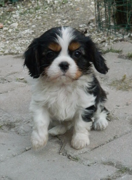 Hello dolly of Sevijean's