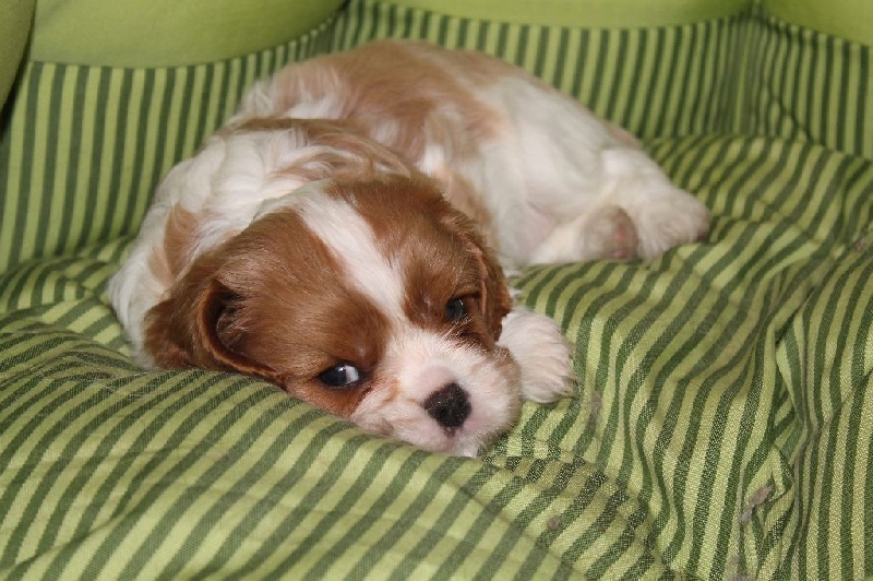 I will always love you of Sevijean's