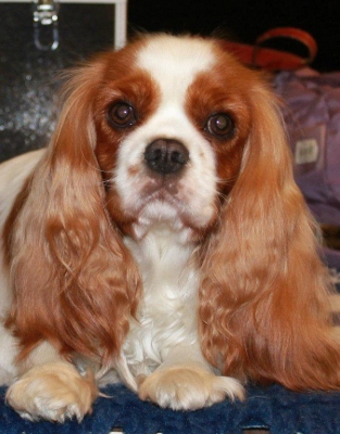 Ever so pretty of Sevijean's