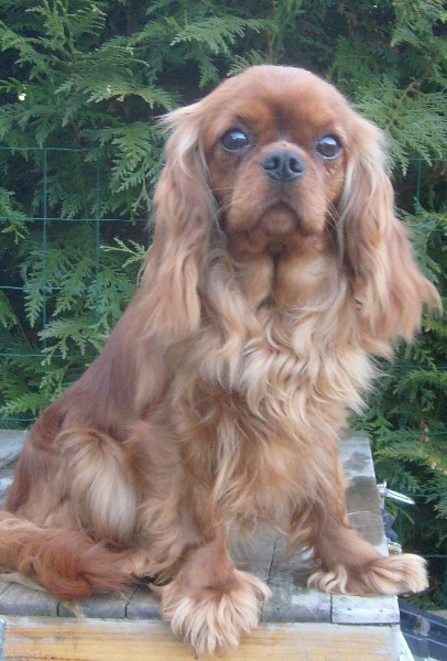 CH. Destination Soleil of Sevijean's