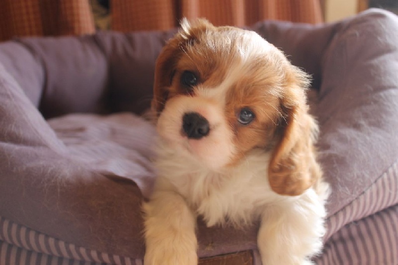 I will always love you of Sevijean's