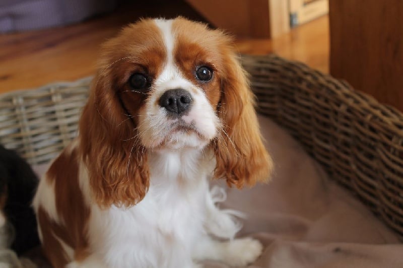 I will always love you of Sevijean's