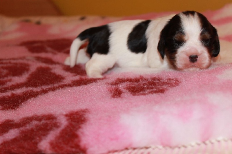 CH. Just a dance of Sevijean's