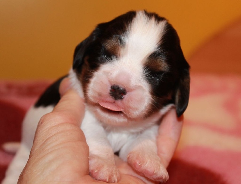 CH. Just a dance of Sevijean's