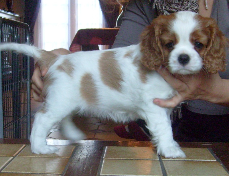 Ever so pretty of Sevijean's