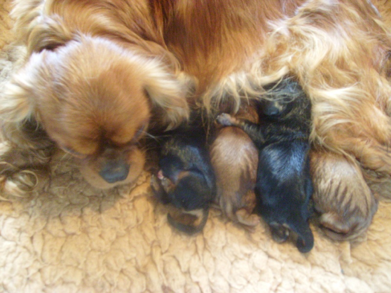 CH. Destination Soleil of Sevijean's