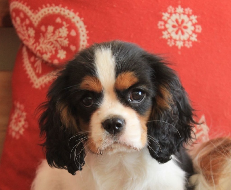 CH. Just a dance of Sevijean's