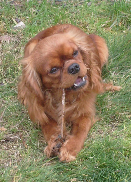 CH. Destination Soleil of Sevijean's