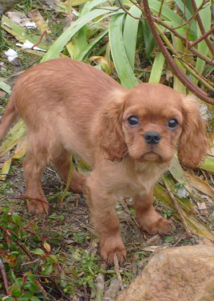 CH. Destination Soleil of Sevijean's