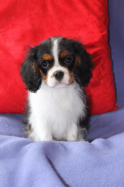 Hello dolly of Sevijean's