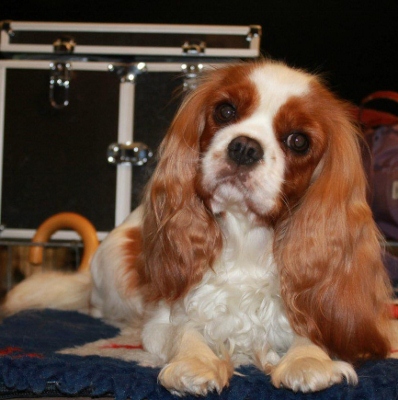 Ever so pretty of Sevijean's