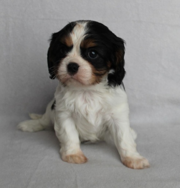 CH. Just a dance of Sevijean's