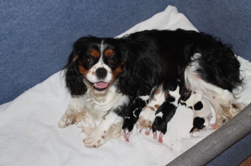 CH. Just a dance of Sevijean's