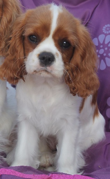 I will always love you of Sevijean's