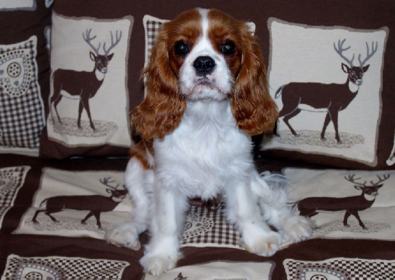 I will always love you of Sevijean's