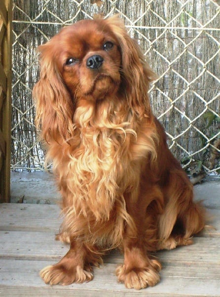 CH. Destination Soleil of Sevijean's